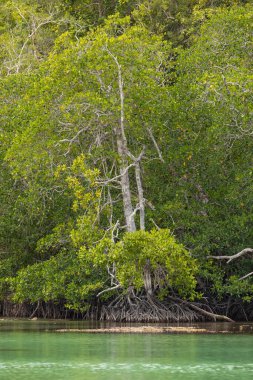 Kökleriyle kıyıya demirlemiş olan Mangrove ağacı, Gam, Raja Ampat, Endonezya 'daki bir bataklık bölgesinde yeşil ile çevrili olarak yetişir.