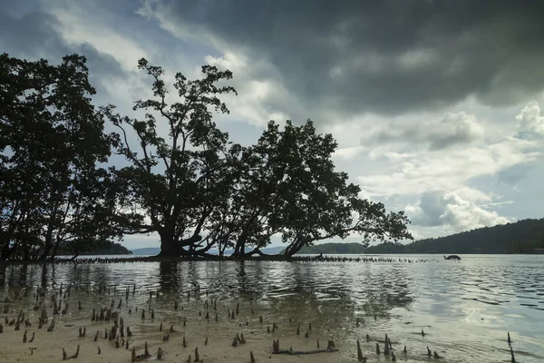 Gam Adası, Raja Ampat, Endonezya 'da bataklık ve tropikal ormanların olduğu bir bölgede, güzel bir sessizlik manzarası ve büyük arka ışıklandırılmış mangrov ağaçları.