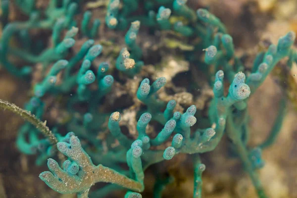 Corallo Colore Blu Sotto Superficie Sfocata Dell Acqua Una Zona — Foto Stock