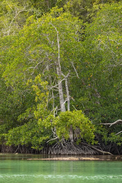 Kökleriyle kıyıya demirlemiş olan Mangrove ağacı, Gam, Raja Ampat, Endonezya 'daki bir bataklık bölgesinde yeşil ile çevrili olarak yetişir.