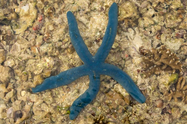 印度尼西亚拉贾安帕塔的甘岛上 一只蓝色的海星缓缓地穿过一些泥滩的底部 — 图库照片