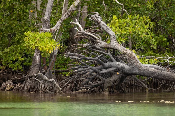 Büyük bir mangrov ağacının kökleri sökülmüş ve ölmüş. Gam Adası, Raja Ampat, Endonezya 'da.