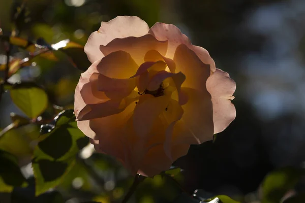 Fotografía Una Hermosa Rosa Zona Rosaleda Del Parque Del Retiro — Foto de Stock