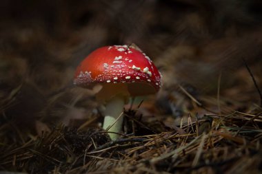 Amanita muscaria ya da sinek mantarı, beyaz benekli kırmızı bir mantar, zehirli ve psikotropik, yenmez, Moncayo, Zaragoza, İspanya 'nın nemli sonbahar ormanlarında