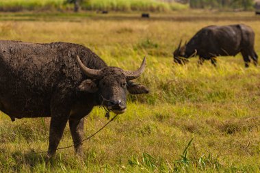 Büyük su bufaloları, sessizce otlar, sulak alanlar ve engebeli tarım arazileri arasında, Inle Gölü, Shan State, Burma, Myanmar yakınlarında.