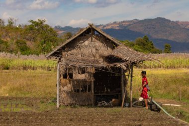 Shan State, Myanmar - Ocak 05, 2020: Birmanyalı bir çocuk, Inle Gölü yakınlarındaki sazdan bir kulübeye girmeden hemen önce tarlalarda yürüyor.