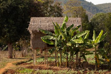 Muz ağaçlarıyla çevrili, Inle Gölü, Shan State, Myanmar yakınlarındaki sulak araziler ve tarım arazileri arasında yükseltilmiş bir kulübe veya barınak.