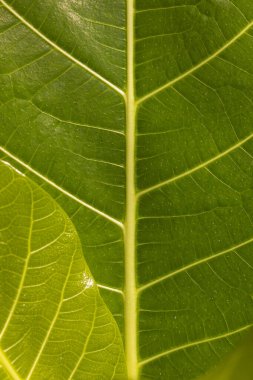 Pulau Taupan 'da tropikal yeşil bir yaprağın dokusu, Togian takımadalarında bir ada, Sulawesi, Endonezya