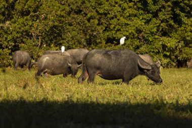 Kamboçya 'nın bataklık bölgelerinde bufalo otluyor, sırtlarında beyaz balıkçıllar tünemiş.