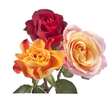 Sarı güller kırmızı ve pembe