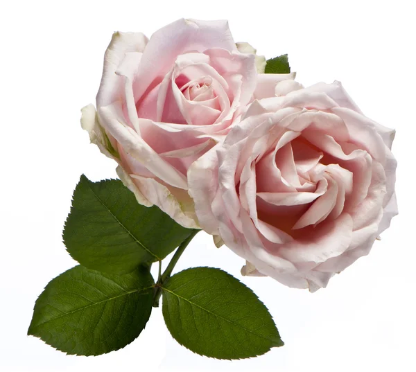 Bouquet rosa rosa rosa — Foto Stock