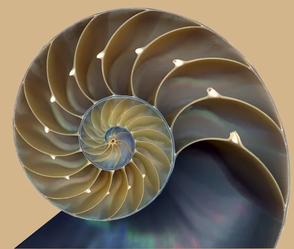 Nautilus shell patroon Stockfoto