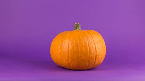 Fresh Organic Pumpkin Purple Background Halloween Pumpkin Purple Background Ripe — Stock Photo, Image