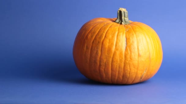 Herbstliches Laub fällt auf Bio-Orangenkürbis. Reifer orangefarbener Kürbis liegt im Herbstlaub auf blauem Grund. Frischer Bio-Kürbis auf blauem Hintergrund. — Stockvideo