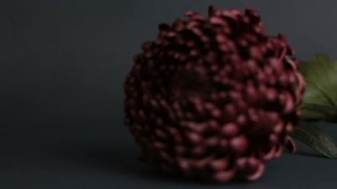 Karanlık bir arka planda fantastik mor kasımpatı. Yakın plan kasımpatı gri arka planda yatar..