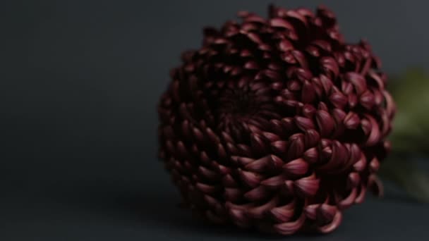Fantastická purpurová chryzantéma na tmavém pozadí. Detailní chryzantéma leží na šedém pozadí. — Stock video