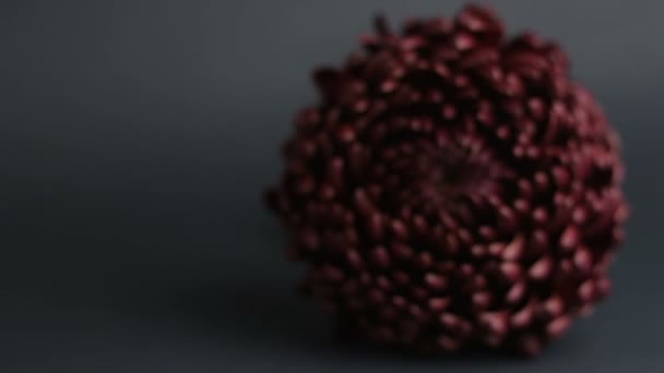 Fantastická purpurová chryzantéma na tmavém pozadí. Detailní chryzantéma leží na šedém pozadí. — Stock video