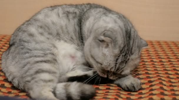 Közelkép -ból egy szürke skót tenyészt macska megnyalja szőrme miközben hevert a kanapén. A szürke macska a skót fajta fekszik a kanapén.
