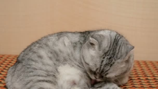 Detailní záběr šedé skotské kočky olizuje srst, zatímco leží na pohovce. Šedá kočka skotského plemene leží na pohovce. — Stock video