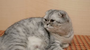 Büyük kahverengi gözlü, İskoç soyundan gri bir kedinin yakın çekim yüzü..