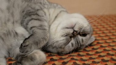 Büyük kahverengi gözlü, İskoç soyundan gri bir kedinin yakın çekim yüzü..