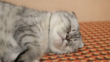 Büyük kahverengi gözlü, İskoç soyundan gri bir kedinin yakın çekim yüzü..