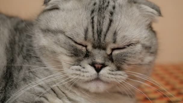 Šedá kočka skotského plemene na sofa.Detailní záběr šedé skotské kočky s velkýma hnědýma očima. — Stock video