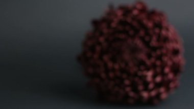 Karanlık bir arka planda fantastik mor kasımpatı. Yakın plan kasımpatı gri arka planda yatar..