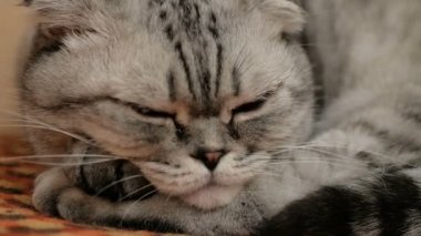 İskoç soyundan gri bir kedi sofada uyur. Gri kahverengi gözlü bir İskoç kedisine yakın plan..