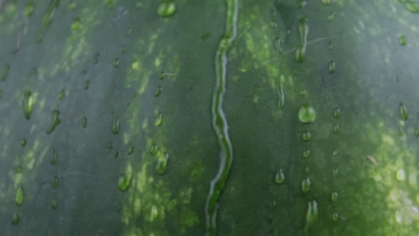 Gotas de agua fluyen por la cáscara de una jugosa sandía. Primer plano de sandía a rayas jugosa fresca. — Vídeos de Stock