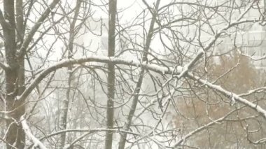 Karla kaplı ağaçların ve kar fırtınasındaki kara kargaların manzarası. Kargalar ağır kar altında bir ağaçta oturur..