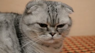 Büyük kahverengi gözlü, İskoç soyundan gri bir kedinin yakın çekim yüzü..