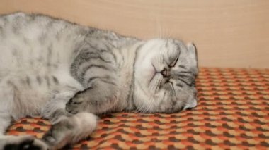 İskoç soyundan gri bir kedi sofada uyur. Gri kahverengi gözlü bir İskoç kedisine yakın plan..