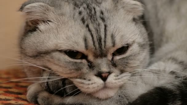 Um gato cinza da raça escocesa dorme suavemente na sofa.Close-up de um gato escocês cinza com grandes olhos castanhos. — Vídeo de Stock