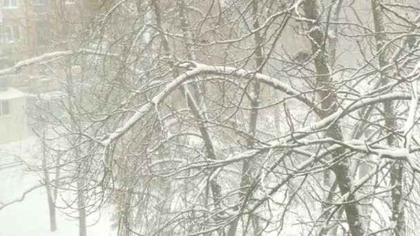 Gli uccelli fuggono dalla neve pesante sui rami degli alberi.I corvi siedono su un albero nella neve pesante. Veduta di alberi innevati e corvi neri in una tempesta di neve. — Video Stock