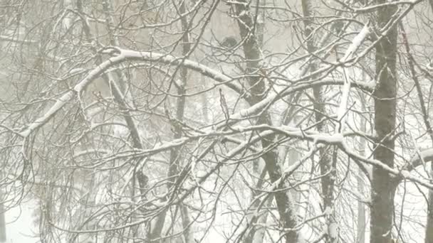 Vista de árboles cubiertos de nieve y cuervos negros en una tormenta de nieve. Cuervos se sientan en un árbol en la nieve pesada. — Vídeo de stock