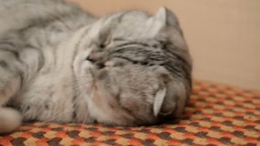 İskoç soyundan gri bir kedi sofada uyur. Gri kahverengi gözlü bir İskoç kedisine yakın plan..