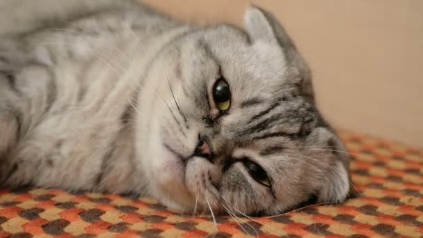 Een grijze kat van de Schotse ras slaapt zachtjes op de sofa.Close-up van een grijze Schotse kat met grote bruine ogen. — Stockvideo