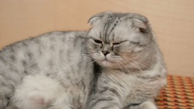 İskoç soyundan gri bir kedi sofada uyur. Gri kahverengi gözlü bir İskoç kedisine yakın plan..
