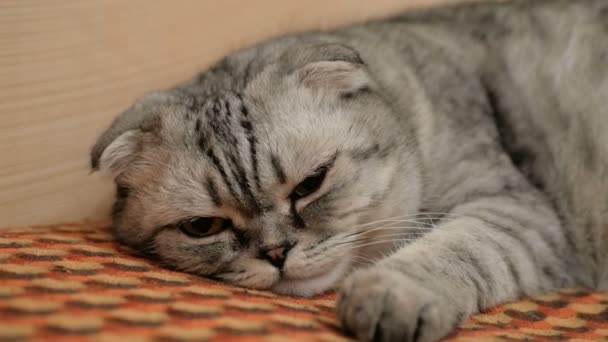 Un gatto grigio della razza scozzese dorme dolcemente sul divano. Primo piano di un gatto scozzese grigio con grandi occhi marroni. — Video Stock