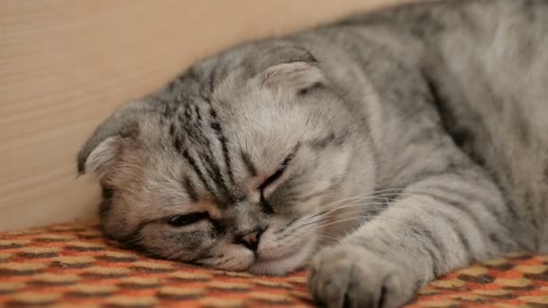 Een grijze kat van de Schotse ras slaapt zachtjes op de sofa.Close-up van een grijze Schotse kat met grote bruine ogen. — Stockvideo