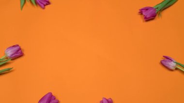 Stop Motion Animasyon Yedi organik mor laleler merkezden dışarı doğru hareket eder ve turuncu arka planda bir çember oluşturur..