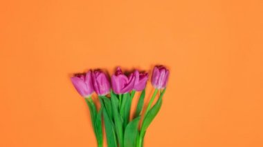 Turuncu arka planda, sağdan sola doğru yuvarlanan yedi organik mor lalenin hareket animasyonunu durdur.