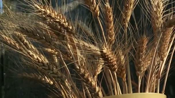 Farmer girl holds wheat spikelet in her hands. Womans hands check the quality of spikelet wheat .The spikelet of ripened wheat in the glare of the sun. — Stock Video