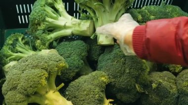 Genç bir kadın markette organik brokoli seçiyor. Koruyucu bir eldiven giymiş genç bir kadının yakın çekiminde süpermarkette organik brokoli seçiyor. Genç ve çekici bir kadın olgun birini seçer.