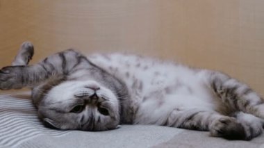 Gri İskoç bir kedinin yakın çekimi kanepede dinleniyor. Gri bir İskoç kedisi garip bir pozla yatakta yatıyor. İskoç soyundan komik gri bir kedi yatakta uzanırken esniyor..