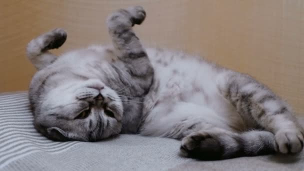 Um gato escocês cinza jaz na cama em uma pose bizarra. Um gato cinza engraçado da raça escocesa se estende enquanto está deitado na cama. — Vídeo de Stock