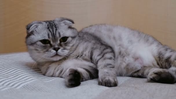 Um gato escocês cinza jaz na cama em uma pose bizarra. Um gato cinza engraçado da raça escocesa se estende enquanto está deitado na cama. Close-up de um gato da raça escocesa cinza está descansando no sofá. — Vídeo de Stock