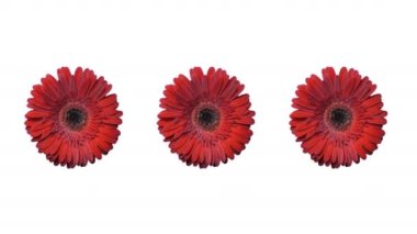 Üç taze kırmızı gerbera çiçeği beyaz bir arkaplanda döner. Muhteşem taze kırmızı gerbera çiçekleri çerçevenin kenarlarında döner..