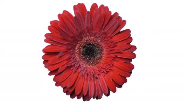 Flor de gerbera vermelha fresca gira sobre um fundo branco. Um excelente gerbera vermelho fresco gira em seu próprio eixo. — Vídeo de Stock